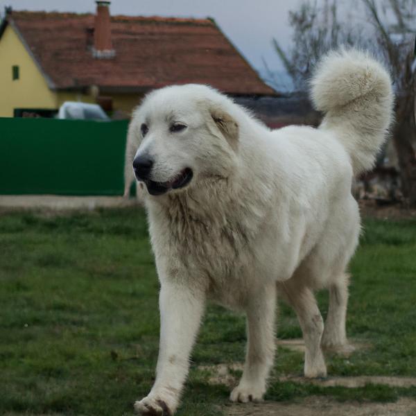 Kuvasz